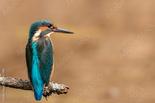 Female kingfisher