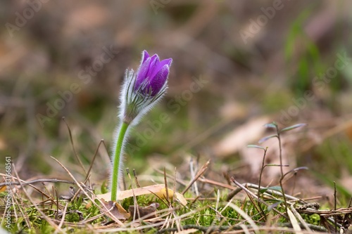 lumbago the first spring flowers in the forest