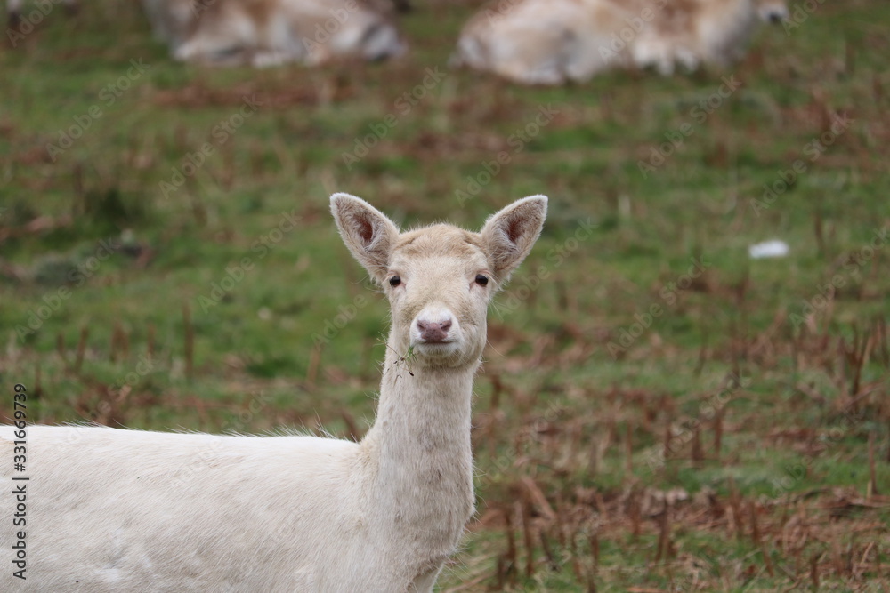 Fototapeta premium deer roaming around a country park in eland