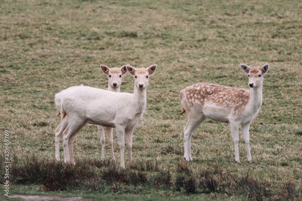 Fototapeta premium deer roaming around a country park in eland