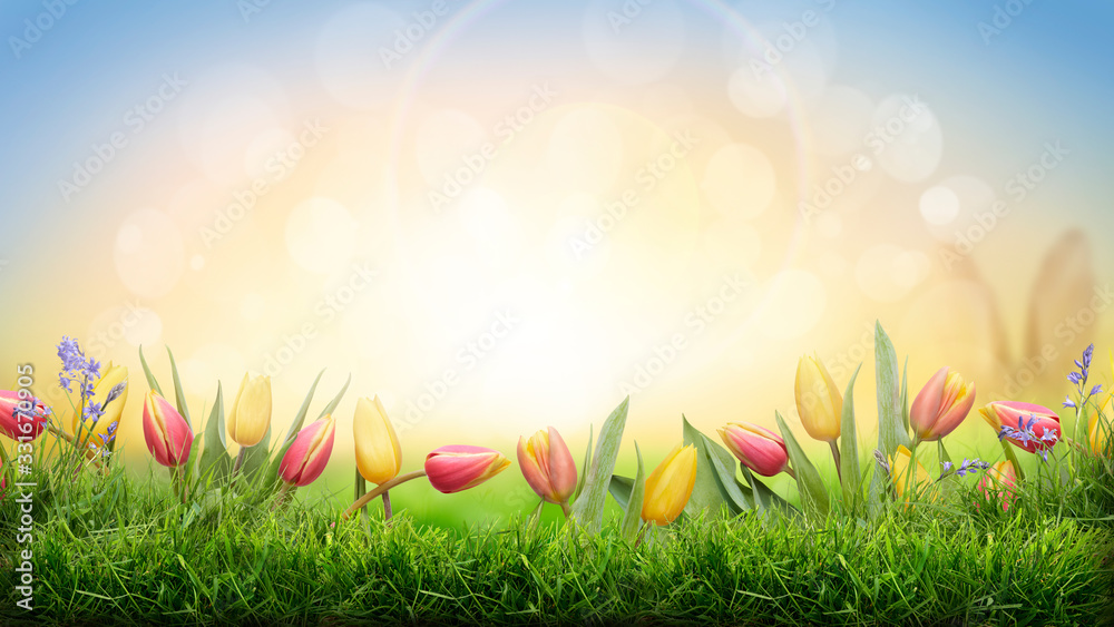 A sprinf background of colorful tulips and green grass lawn with a bright sun background