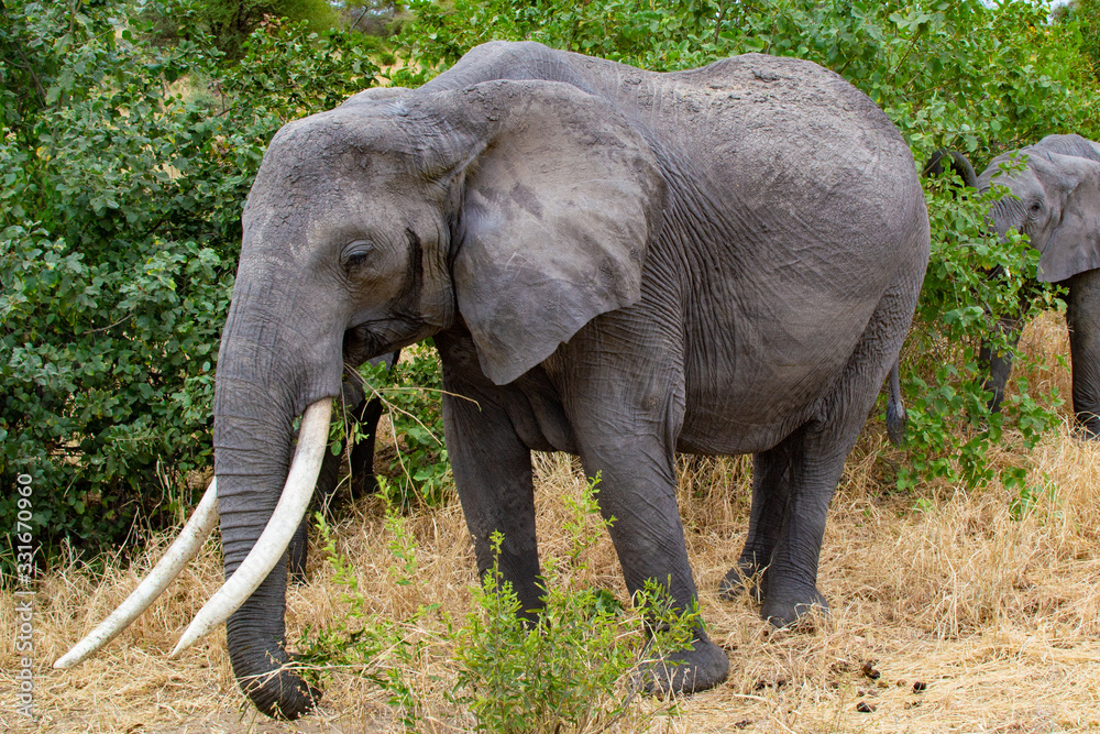 Female elephant walking near a tree on the yellow grass of the savanna of Tarangire National Park, in Tanzania
