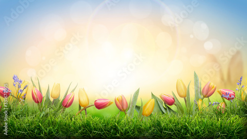 Obraz na płótnie A sprinf background of colorful tulips and green grass lawn with a bright sun background w salonie