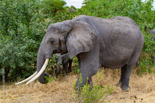 Female elephant walking near a tree on the yellow grass of the savanna of Tarangire National Park  in Tanzania