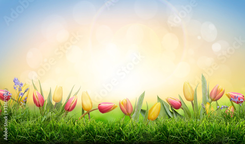 A sprinf background of colorful tulips and green grass lawn with a bright sun background #331670949