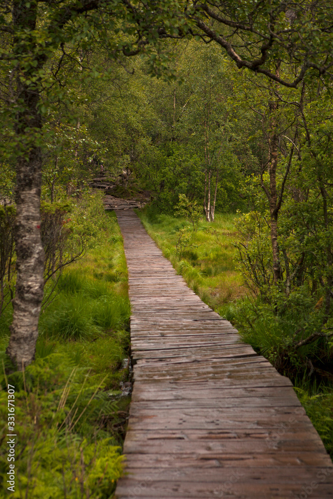 walkway through the treetops in a rain forest