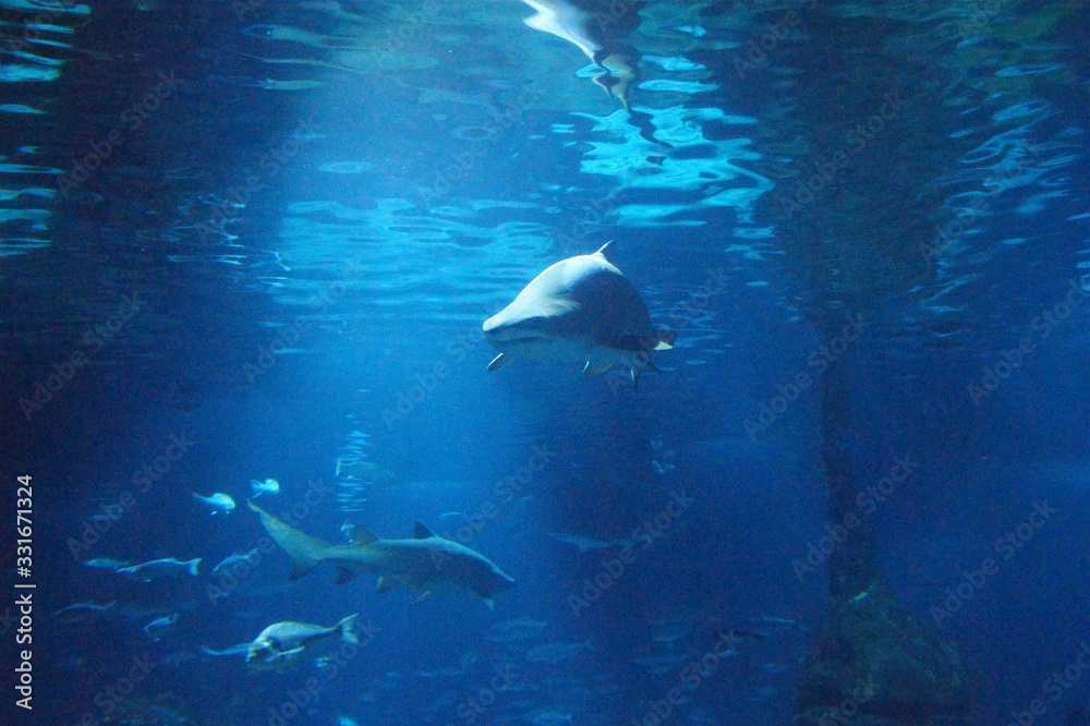 Fototapeta premium SONY DSC