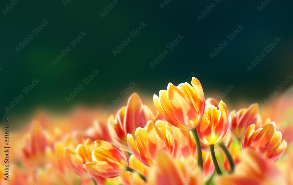 Red and yellow tulips in a sunny field, meadow on a bright spring day with a dark background.