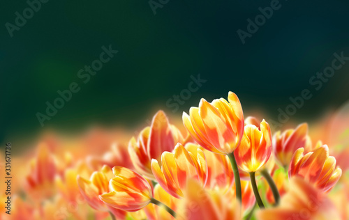 Obraz na płótnie Red and yellow tulips in a sunny field, meadow on a bright spring day with a dark background. w salonie