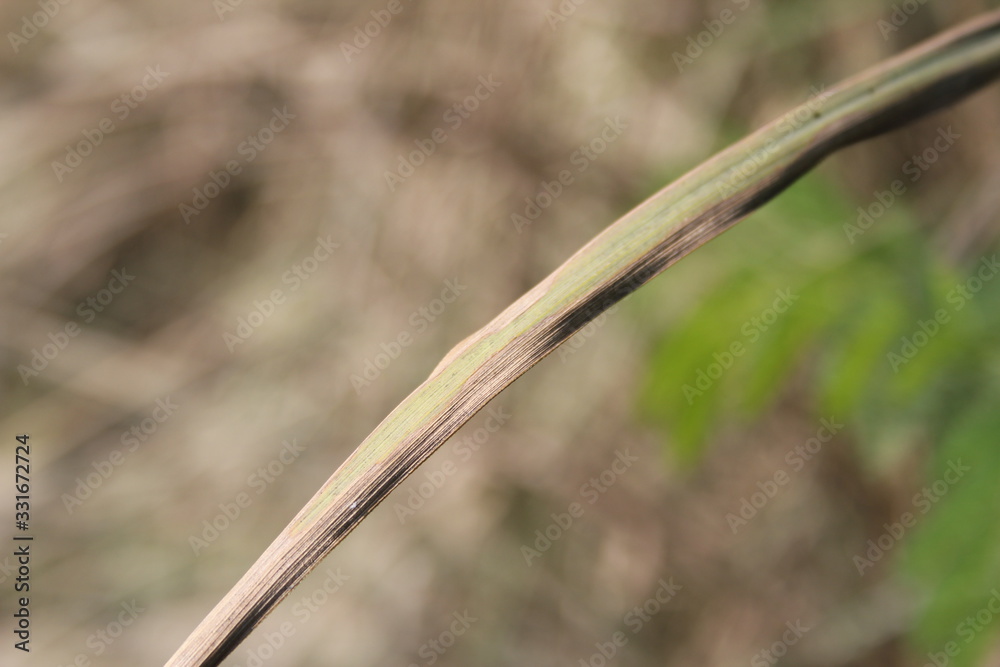 barbed wire on green background of grass barbed wire on green background of grass