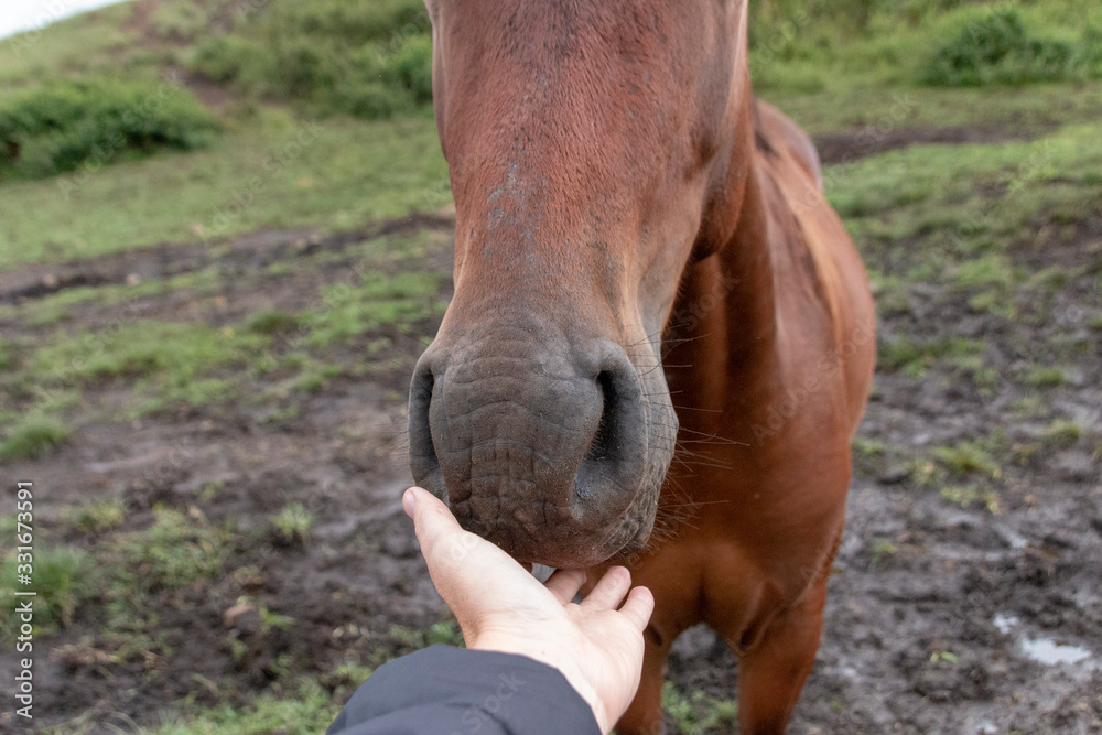 Naklejka premium horses