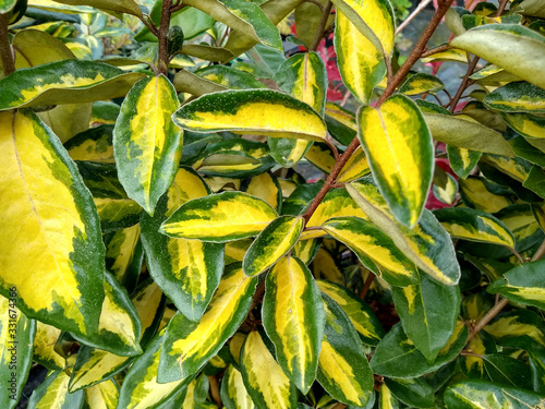 Elaeagnus x ebbingei 'Limelight'