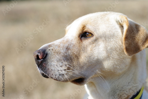Fototapeta Naklejka Na Ścianę i Meble -  portrait of dog