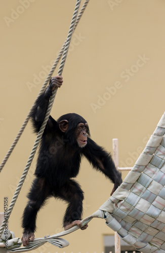 動物園で遊んでいる可愛いチンパンジーの赤ちゃん photo