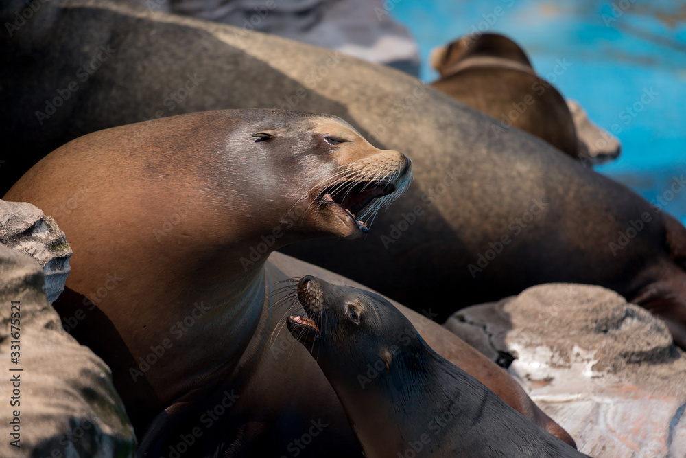 Fototapeta premium 動物園のカリフォルニアアシカ
