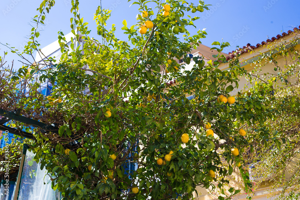 Lemon tree downtown in Athens in Greece