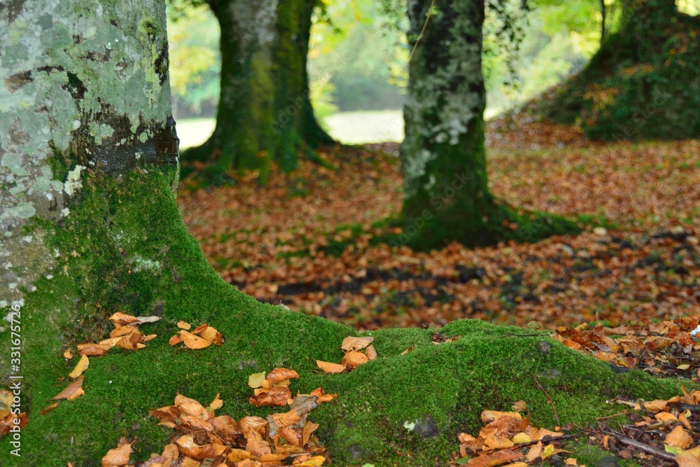 Primer plano de raiz de roble llena de musgo verde en un robledal en otoño