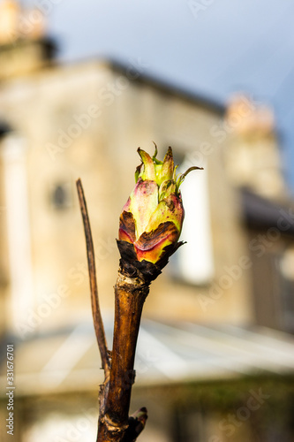 A bud of a tree peony the section Moutan of the plant genus Paeonia just about to break open with only the very tips of leaves visible photo