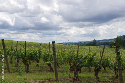 vineyard in oregon