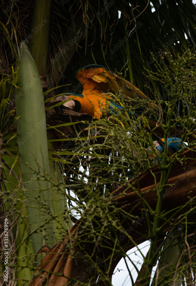 Arara Caninde - Brazil - Brazilian Blue Parrot