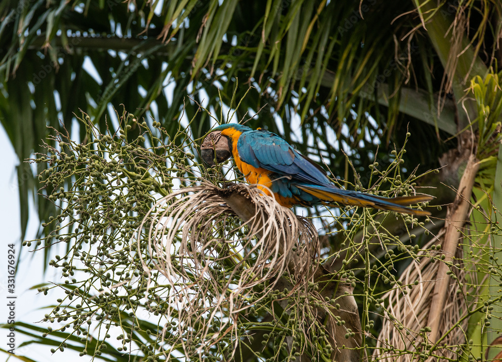 Arara Caninde - Brazil - Brazilian Blue Parrot