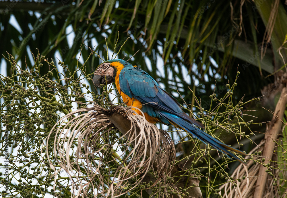 Arara Caninde - Brazil - Brazilian Blue Parrot