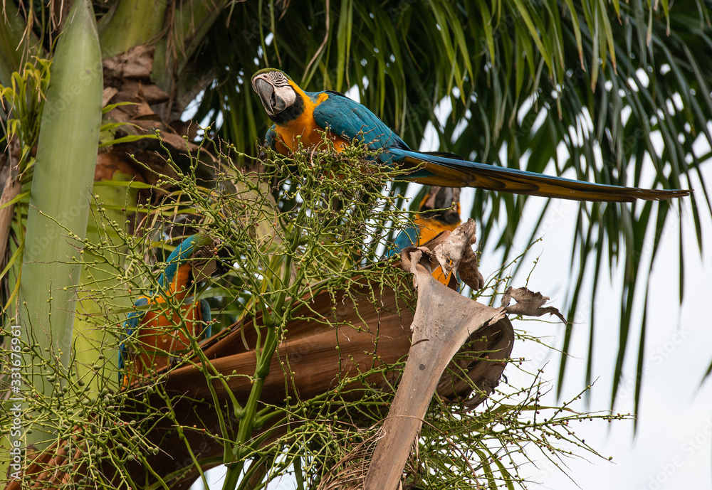Arara Caninde - Brazil - Brazilian Blue Parrot