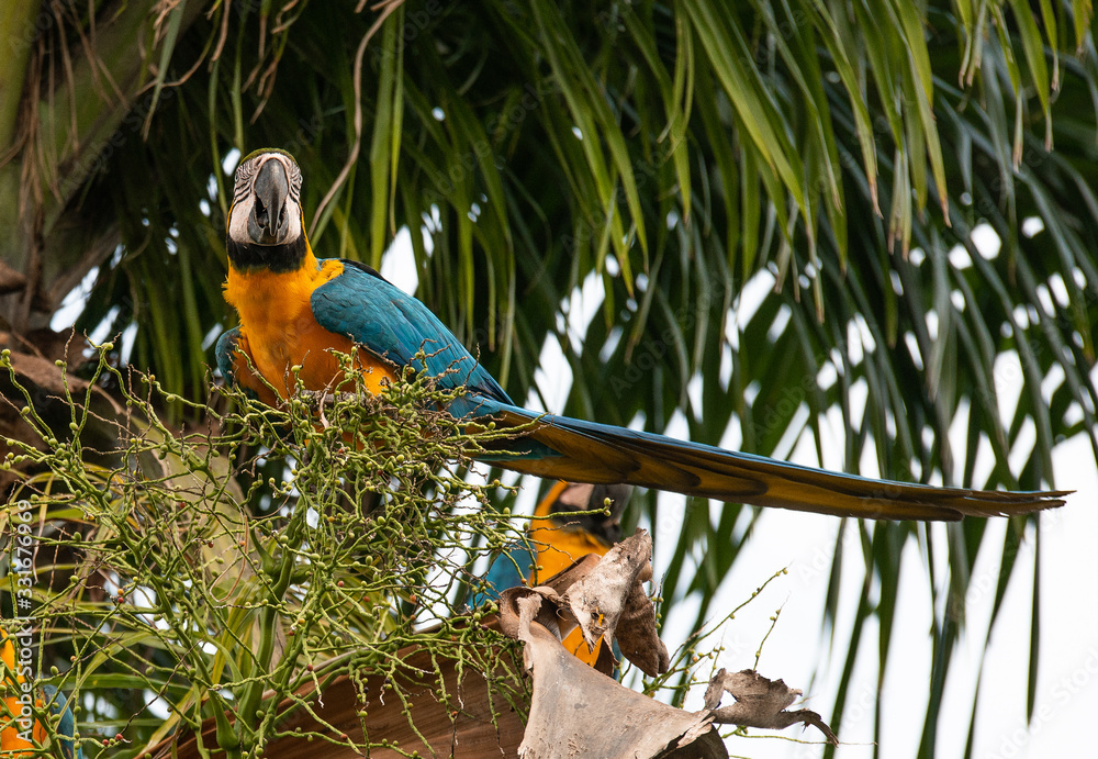 Arara Caninde - Brazil - Brazilian Blue Parrot