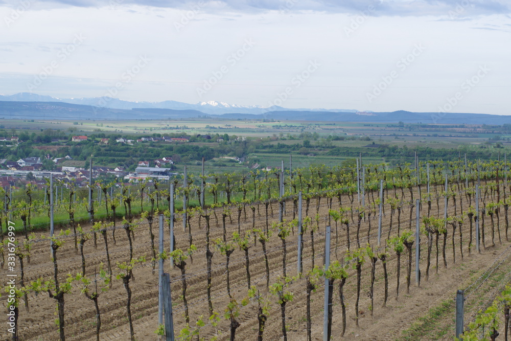 vineyard in austria
