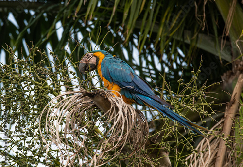 Obraz na płótnie Arara Caninde - Brazil - Brazilian Blue Parrot w salonie