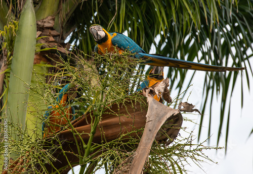 Obraz na płótnie Arara Caninde - Brazil - Brazilian Blue Parrot w salonie