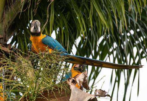 Obraz na płótnie Arara Caninde - Brazil - Brazilian Blue Parrot w salonie