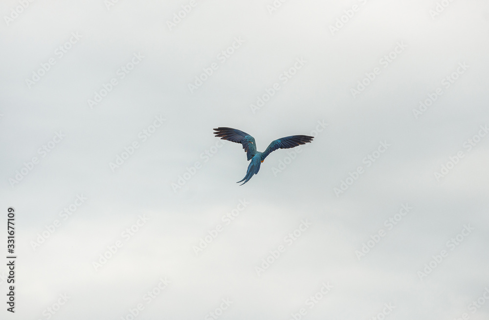 Arara Caninde - Brazil - Brazilian Blue Parrot