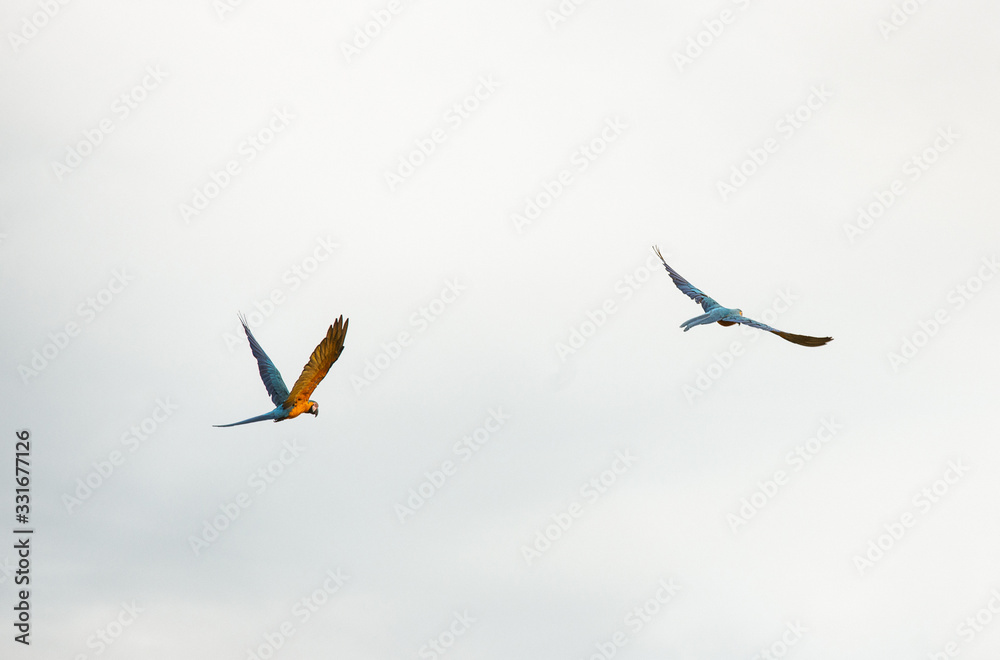 Arara Caninde - Brazil - Brazilian Blue Parrot