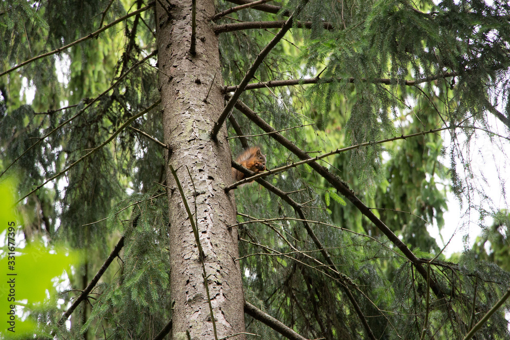 Fototapeta premium Squirrel