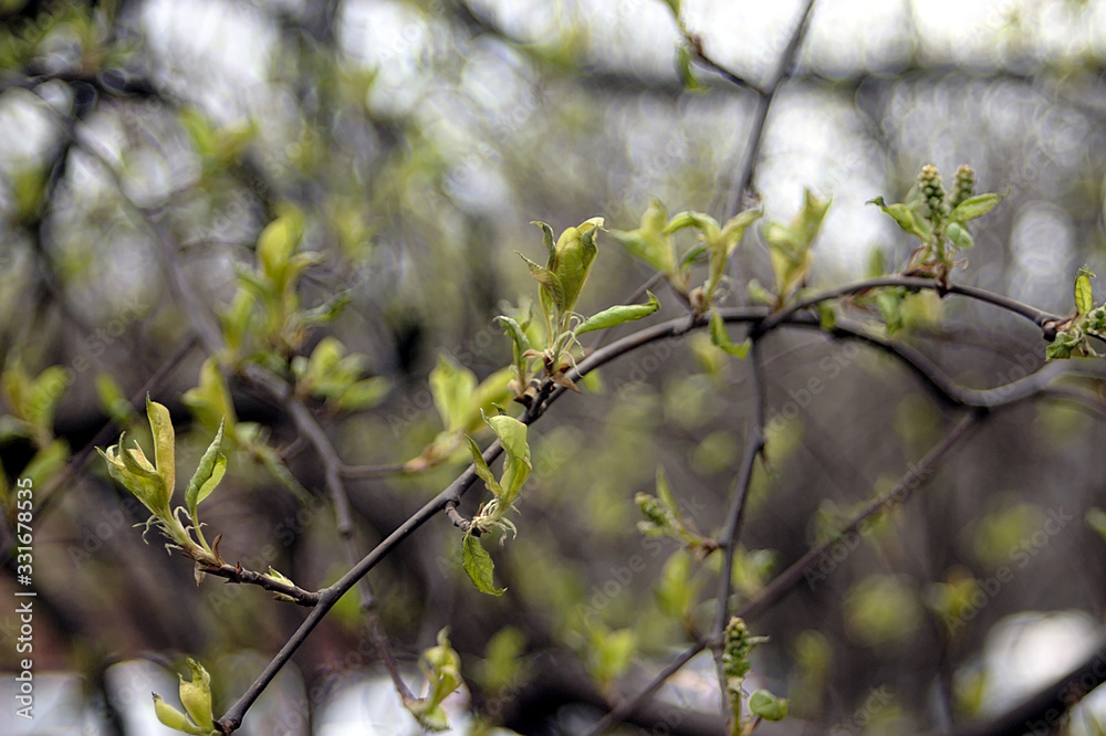 a branch of a shrub with young green leaves a branch of a shrub with young green leaves