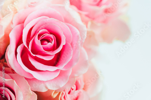 Pink rose flower macro on white