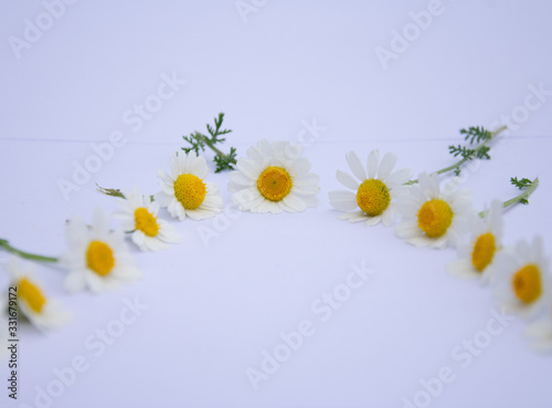 background with daisy flowers Marguerites