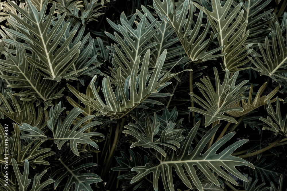 abstract green fern leaf texture, dark blue tone nature background, tropical leaf abstract green fern leaf texture, dark blue tone nature background, tropical leaf