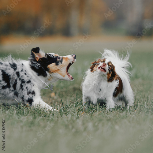 Εκτύπωση καμβά border collie puppy and chihuahua dog barking at each other outdoors