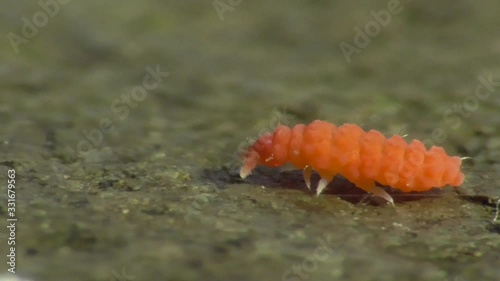 Bilobella braunera. Farbiger Springschwanz.   photo