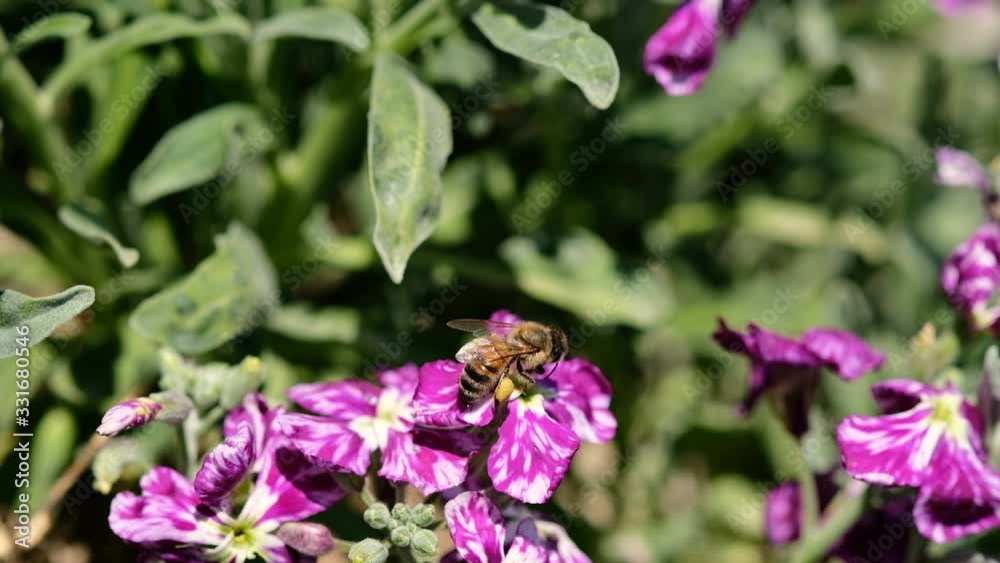 Honey bee collect pollen flying over spring violet flower,pollination ecosystem Honey bee collect pollen flying over spring violet flower,pollination ecosystem