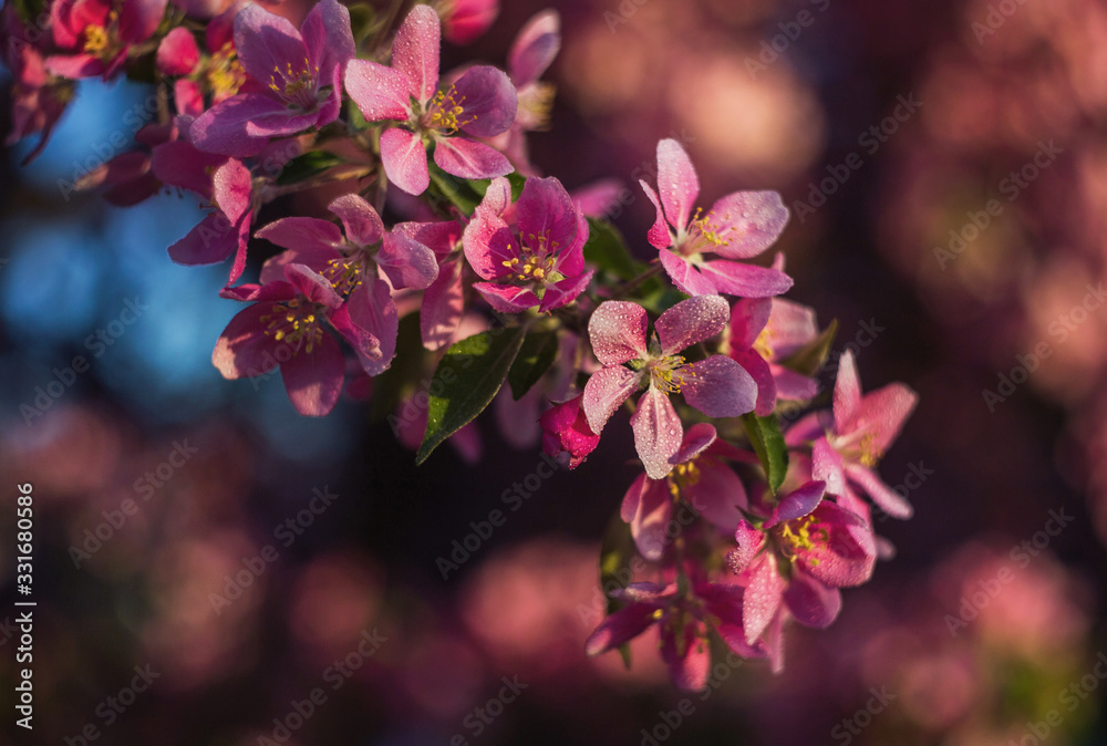 Obraz premium blooming apple trees in spring