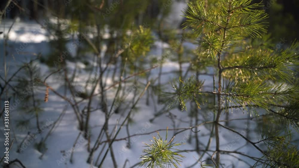 winter tree siberia snow winter tree siberia snow