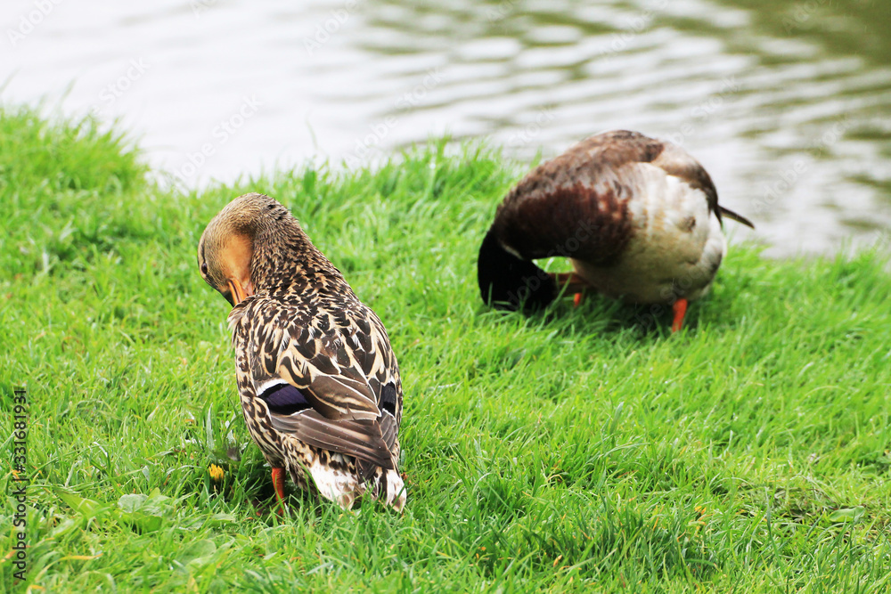 Duck family (male and female) clean feathers on the river bank Duck family (male and female) clean feathers on the river bank