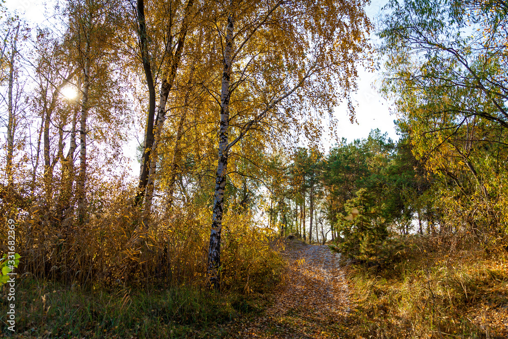 A close-up view of an autumn tree