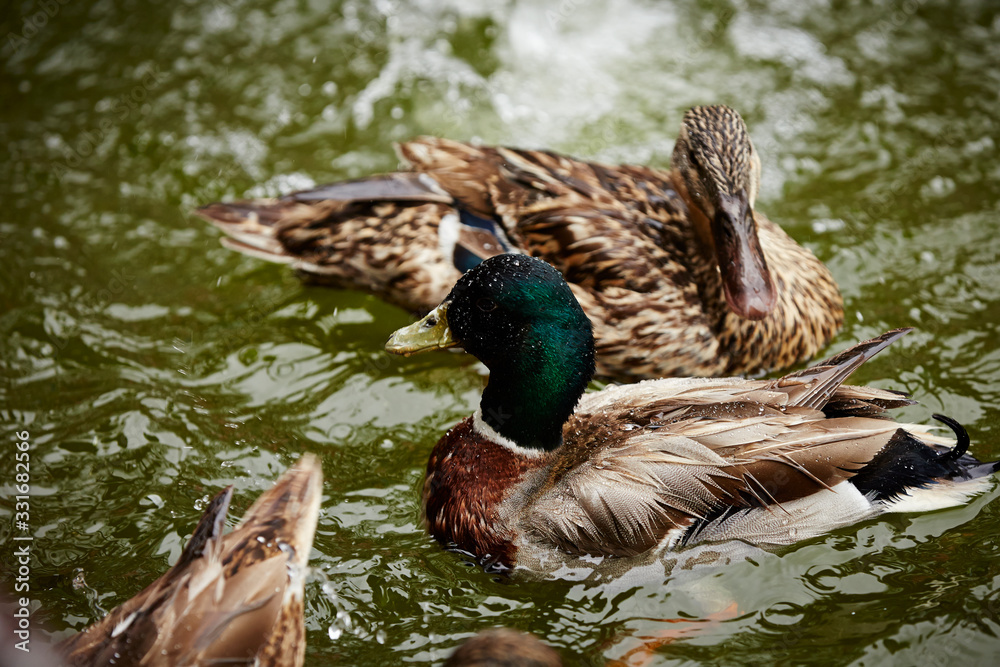 Obraz premium ducks in pond