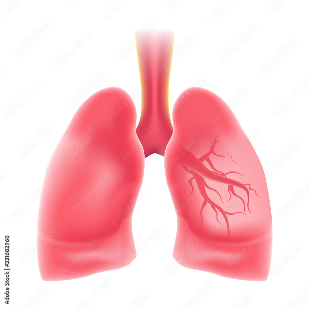 Human's Lungs in realistic isolated design. Internal organs of the human design element. Anatomy. Human's Lungs in realistic isolated design. Internal organs of the human design element. Anatomy.