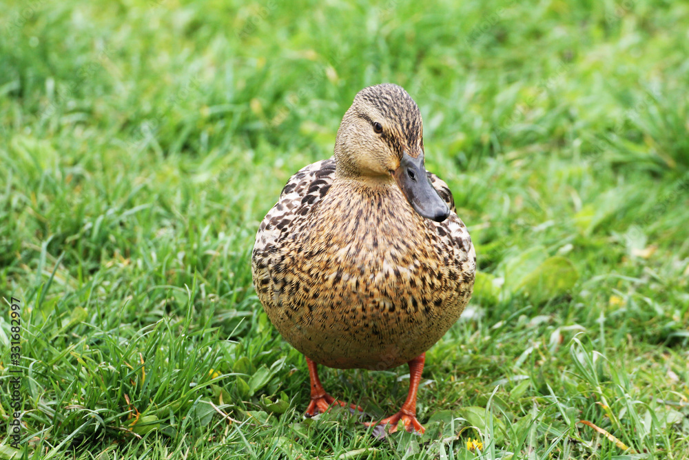 Fototapeta premium A duck (female) stands on green grass and searches for worms.