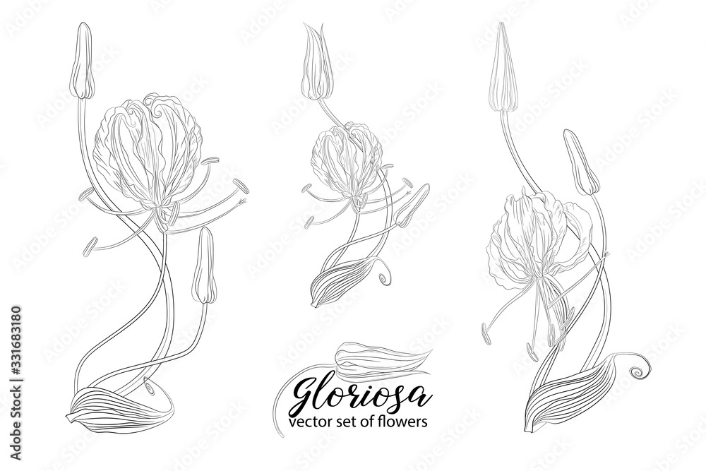vector set of flowers and beads glorasa Gloriosa vector set of flowers and beads glorasa Gloriosa